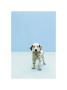 Dalmatian by Erin Patrice O'brien Limited Edition Pricing Art Print