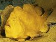 Giant Frogfish, Camouflaged On Yellow Sponge, Mabul Island, Sabah, Celebes Sea, Borneo, Malaysia by Doug Perrine Limited Edition Print