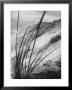 Dunes In The Cape Cod National Park by Ralph Morse Limited Edition Print