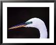 Great Egret In Breeding Plumage, Florida, Usa by Charles Sleicher Limited Edition Pricing Art Print