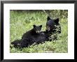 Black Bear Sow Nursing A Spring Cub, Yellowstone National Park, Wyoming, Usa by James Hager Limited Edition Print