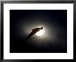 Ski Jumper In Action, Torino, Italy by Chris Trotman Limited Edition Print