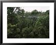 Treetop Walk, Valley Of The Giants, Walpole, Western Australia, Australia by G Richardson Limited Edition Pricing Art Print