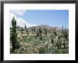 Cardones Growing In The Altiplano Desert Near Tilcara, Jujuy, Argentina, South America by Lousie Murray Limited Edition Print
