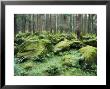 Mossy Rocks, Reserve Forest, Manali, Himachal Pradesh State, India by Jochen Schlenker Limited Edition Print