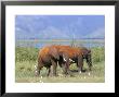 Elephants, Lake Jipe, Tsavo West, Kenya, East Africa, Africa by Storm Stanley Limited Edition Pricing Art Print