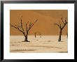 Dead Vlei, Sossusvlei Dune Field, Namib-Naukluft Park, Namib Desert, Namibia, Africa by Steve & Ann Toon Limited Edition Pricing Art Print