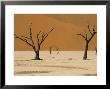 Dead Vlei, Sossusvlei Dune Field, Namib-Naukluft Park, Namib Desert, Namibia, Africa by Steve & Ann Toon Limited Edition Pricing Art Print