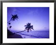 Lone Palm Trees At Sunset, Coconut Grove Beach At Cade's Bay, Nevis, Caribbean by Greg Johnston Limited Edition Print
