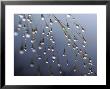 Dewdrops, Huansan, China by Art Wolfe Limited Edition Pricing Art Print