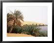 Palm Trees And Lake, Erg Ubari, Sahara Desert, Fezzan, Libya, North Africa, Africa by Sergio Pitamitz Limited Edition Print