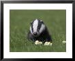 Badger Cub (Meles Meles), Captive, United Kingdom, Europe by Ann & Steve Toon Limited Edition Print