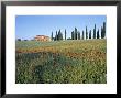 Poppies, Tuscany, Italy by Peter Adams Limited Edition Print