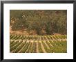 Joseph Phelps Winery And Vineyard, Deer Park, Napa Valley, California by Walter Bibikow Limited Edition Print