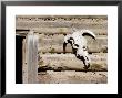 Cattle Skull On Cabin Near Salmon, Idaho, Usa by Chuck Haney Limited Edition Print