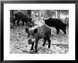 Wild Boar In Bolgheri by Vincenzo Balocchi Limited Edition Print