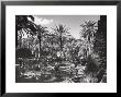 Garden Of Palm Trees In Palermo by A. Villani Limited Edition Print