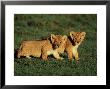 African Lion Young Cubs by Andy Rouse Limited Edition Print