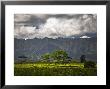 Peaceful Horse Range Setting On The Road To Wailua Falls, With Kauai Mountains In Background by Merten Snijders Limited Edition Print
