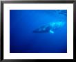 Minke Whale In The Great Barrier Reef by Dave Levitt Limited Edition Print