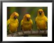 Closeup Of Three Captive Sun Parakeets by Tim Laman Limited Edition Pricing Art Print