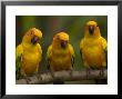 Closeup Of Three Captive Sun Parakeets by Tim Laman Limited Edition Print
