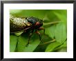 Close View Of A Red-Eyed Cicada Sitting On A Leaf, Arlington, Virginia by Todd Gipstein Limited Edition Print