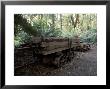 Abandoned Antique Railway Carriage Carrying Train Track Sleepers, Australia by Jason Edwards Limited Edition Print