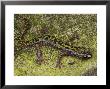Arboreal Green Salamander Crawls Accross Its Rocky Habitat by George Grall Limited Edition Print