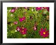 Field Of Wild Flowers Growing In The Hills Of Tuscany, Italy by Todd Gipstein Limited Edition Print