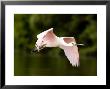 Juvenile Roseate Spoonbill In Flight, Tampa Bay, Florida by Tim Laman Limited Edition Print