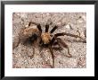 Desert Tarantula Spider Crawling Across A Road by George Grall Limited Edition Pricing Art Print