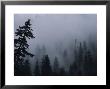 Morning Fog In The Pine Forest Above The Salmon River by Bill Hatcher Limited Edition Print