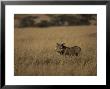 Warthog Portrait On Savannah Grassland With Large Tusks And Ears Alert, Serengetti, Tanzania by Jason Edwards Limited Edition Print