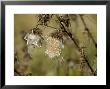 Wild Cotton-Like Plant With Thorns, Groton, Connecticut by Todd Gipstein Limited Edition Print