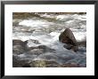 Whitewater Rushes Over Rocks In A River In Montana by Stacy Gold Limited Edition Print
