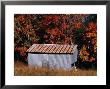 Autumn View Of An Old Tin Barn At The Edge Of The Woods by Raymond Gehman Limited Edition Print