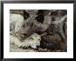 Twenty-Week-Old Gray Wolves, Canis Lupus, Rest Together by Jim And Jamie Dutcher Limited Edition Pricing Art Print