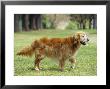 Golden Retriever Named Teddy Panting by Jason Edwards Limited Edition Print