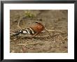 African Hoopoe Bird Foraging On The Ground by Beverly Joubert Limited Edition Print