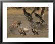 Spotted Hyena And White-Backed Vultures Duel Over A Carcass by Beverly Joubert Limited Edition Print