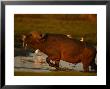 African Buffalo Trudging Through Water Near Egrets At Dusk by Beverly Joubert Limited Edition Print