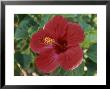 Close View Of A Hybrid Hibiscus Flower by Rich Reid Limited Edition Print