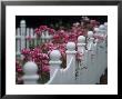 Pink Roses Growing Along A Wooden Fence by Michael Melford Limited Edition Print