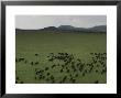 Wildebeest Migration Across The Savannah, Africa by Randy Olson Limited Edition Print
