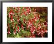 Fuchsia Flowers In A Vancouver Garden, Vancouver, Bc, Canada by Darlyne A. Murawski Limited Edition Print