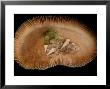 Parasitic Snails Guard Eggs Under A Mushroom Coral, Kakaban Island, Borneo, Indonesia by Darlyne A. Murawski Limited Edition Print
