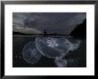 Moon Jellyfish Rise At Nightfall Off The Island Of Gam by David Doubilet Limited Edition Print