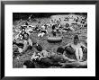 Inner Tube Floating Party On The Apple River by Alfred Eisenstaedt Limited Edition Print