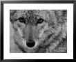 Close Up Of A Coyote by Stan Wayman Limited Edition Print